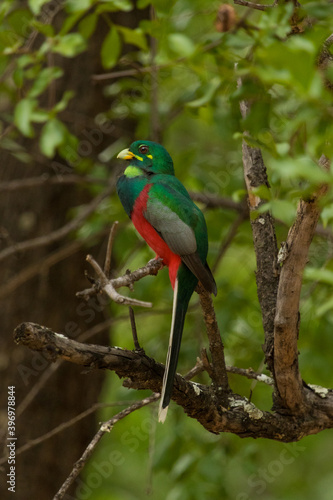A Narina Trogon perched in the tree with a blurred green foliage as background, South Africa. 