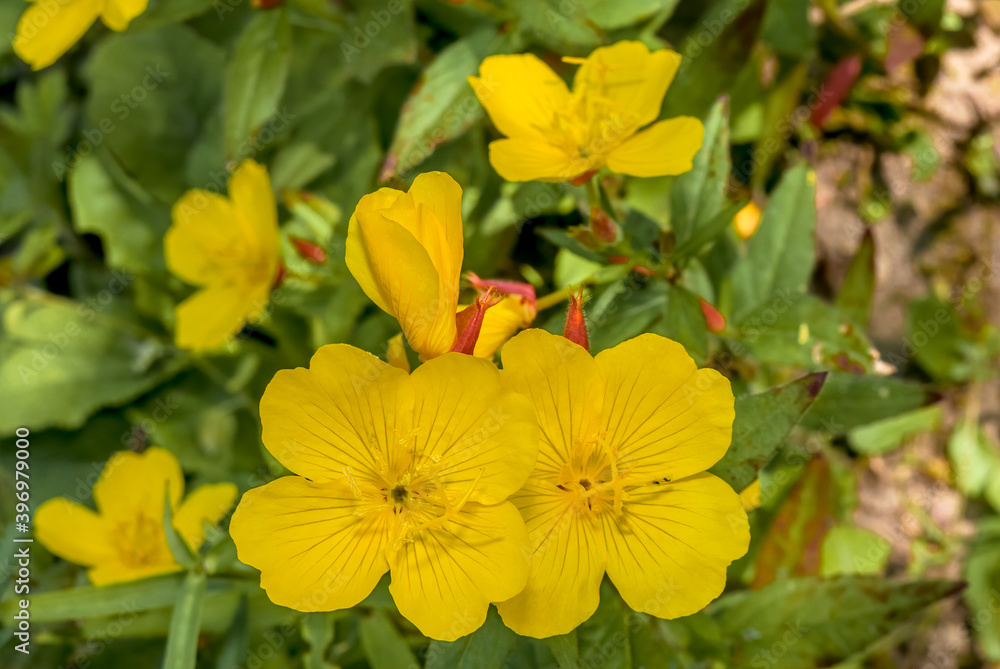 Narrowleaf Evening Primrose (Oenothera tetragona) in garden Narrowleaf Evening Primrose (Oenothera tetragona) in garden