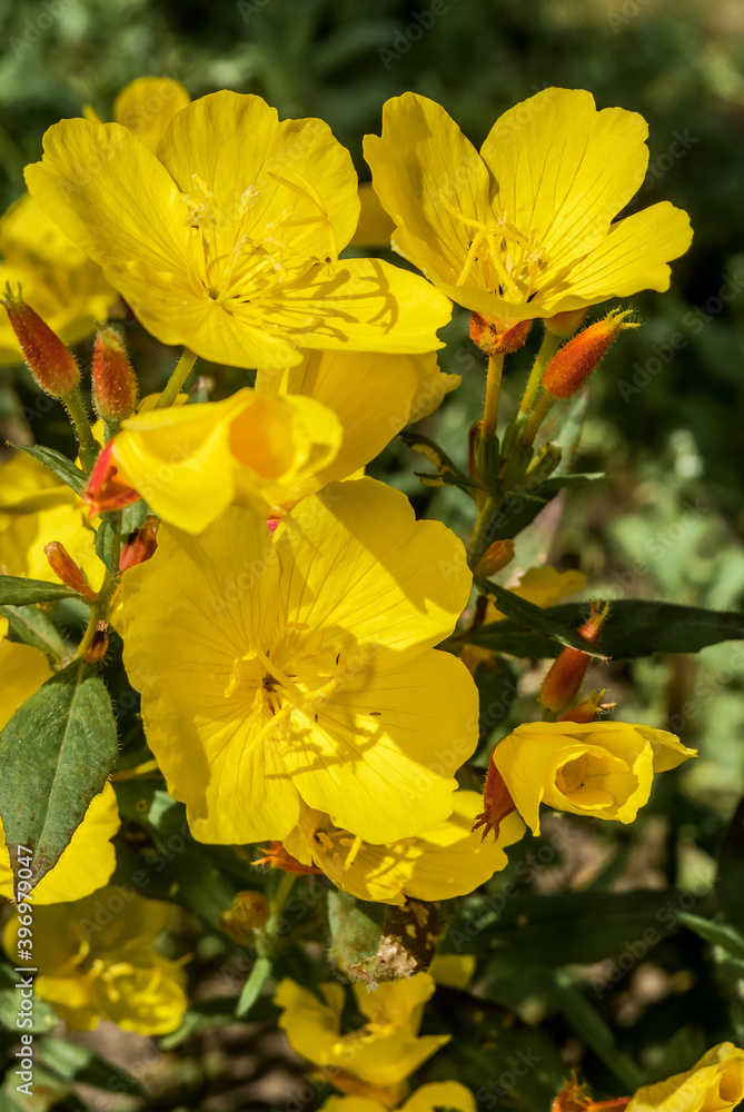 Narrowleaf Evening Primrose (Oenothera tetragona) in garden Narrowleaf Evening Primrose (Oenothera tetragona) in garden