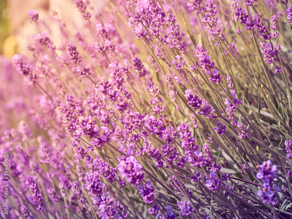 Fototapeta premium Soft focus on lavender flowers.