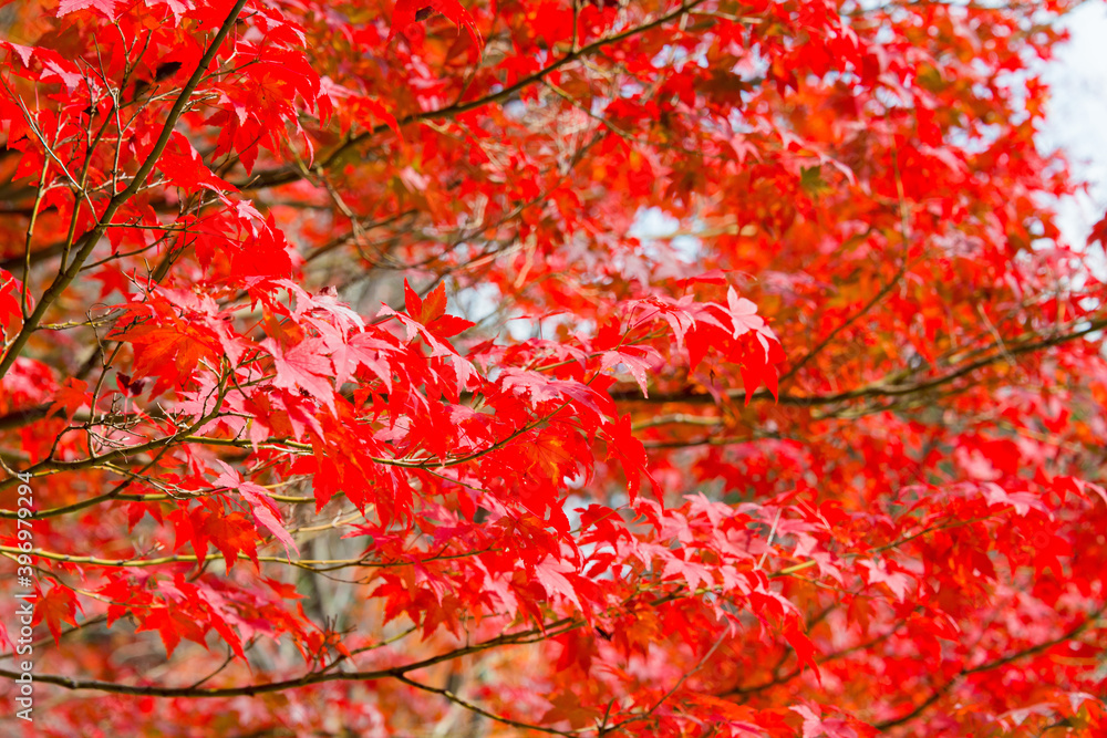 Kyoto, Japan - Autumn leaf color at Jurinji Temple (Narihira-dera) in Kyoto, Japan. The Temple originally built in 850..