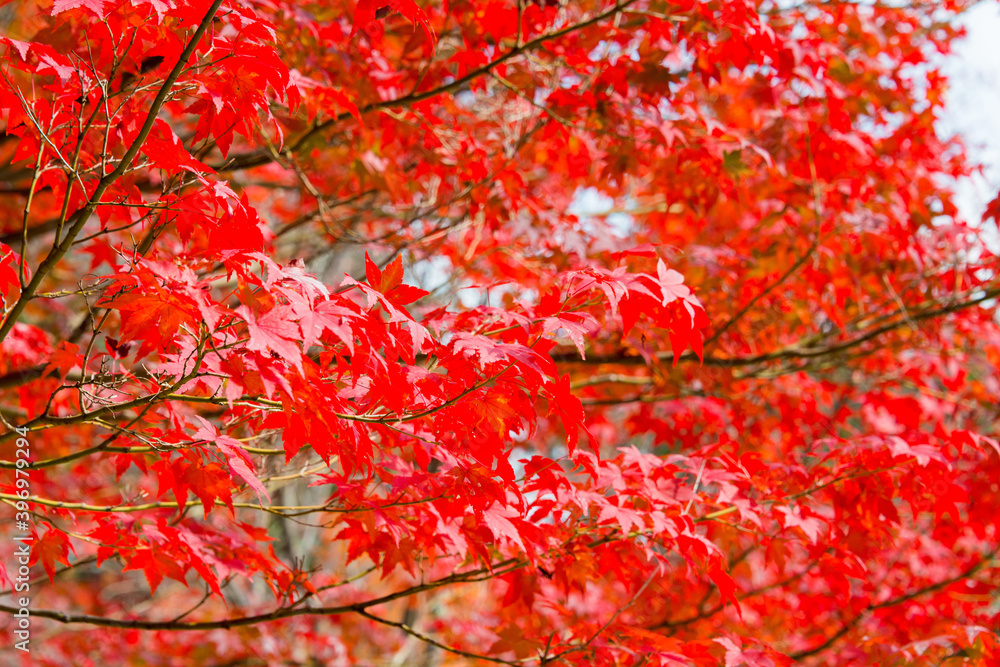 Kyoto, Japan - Autumn leaf color at Jurinji Temple (Narihira-dera) in Kyoto, Japan. The Temple originally built in 850.. Kyoto, Japan - Autumn leaf color at Jurinji Temple (Narihira-dera) in Kyoto, Japan. The Temple originally built in 850..