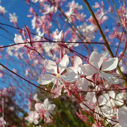 Pink flowers close up. Gaura lindheimeri Siskiyou pink. Blue sky background