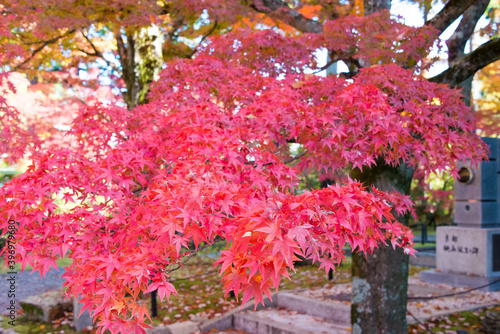 Kyoto, Japan - Autumn leaf color at Shinnyodo Temple in Kyoto, Japan. The Temple originally built in 984. photo