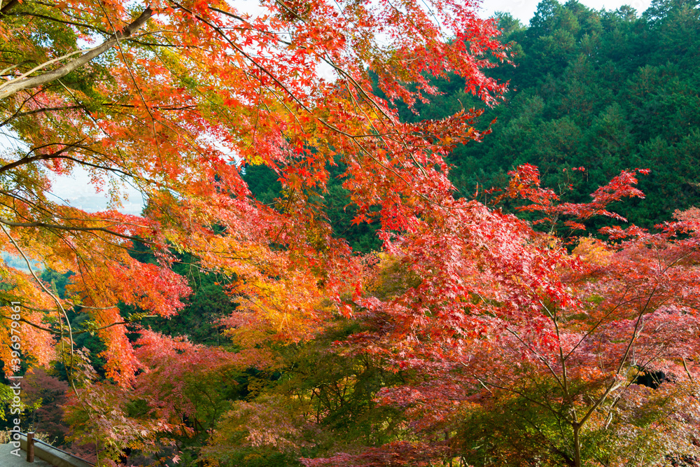 Kyoto, Japan - Autumn leaf color at Yoshiminedera Temple in Kyoto, Japan. The Temple originally built in 1029. Kyoto, Japan - Autumn leaf color at Yoshiminedera Temple in Kyoto, Japan. The Temple originally built in 1029.