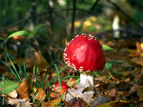 Fly agaric in the autumn forest. photo