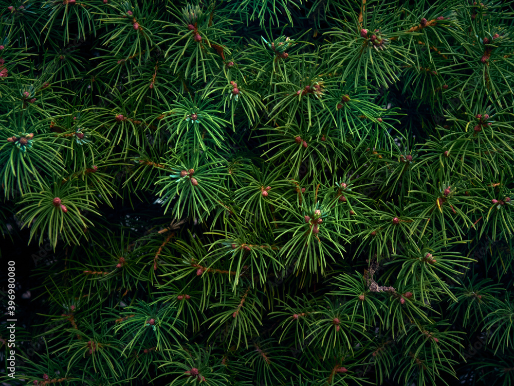 Background of Christmas tree branches. Background of Christmas tree branches.