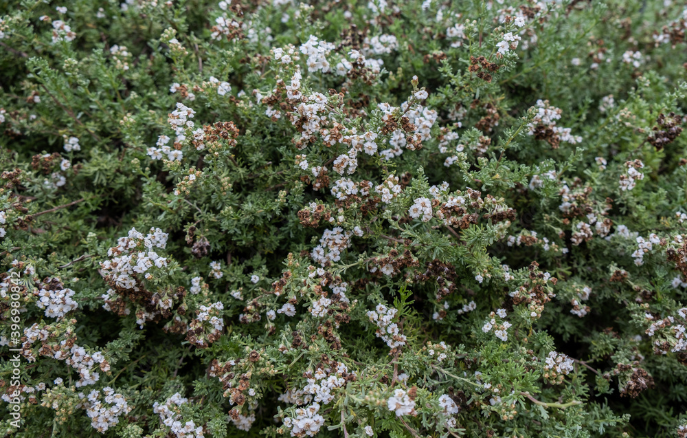 Eriocephalus africanus or Kapokbossie or Wild Rosemary Eriocephalus africanus or Kapokbossie or Wild Rosemary