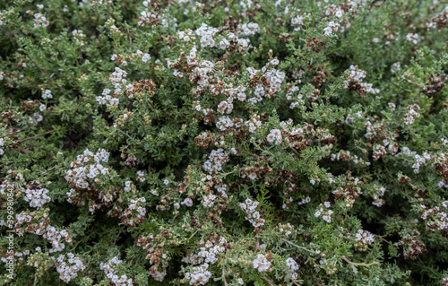 Eriocephalus africanus or Kapokbossie or Wild Rosemary