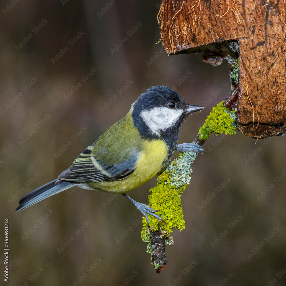 Obraz premium Kohlmeise (parus major)