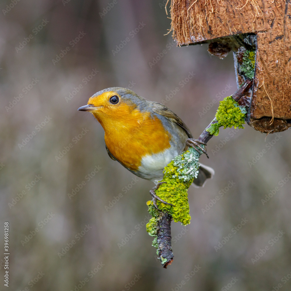 Rotkehlchen (Erithacus rubecula) am Fettfutter Rotkehlchen (Erithacus rubecula) am Fettfutter
