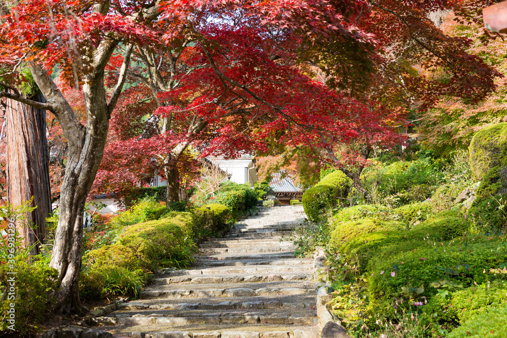 Kyoto, Japan - Autumn leaf color at Yoshiminedera Temple in Kyoto, Japan. The Temple originally built in 1029.