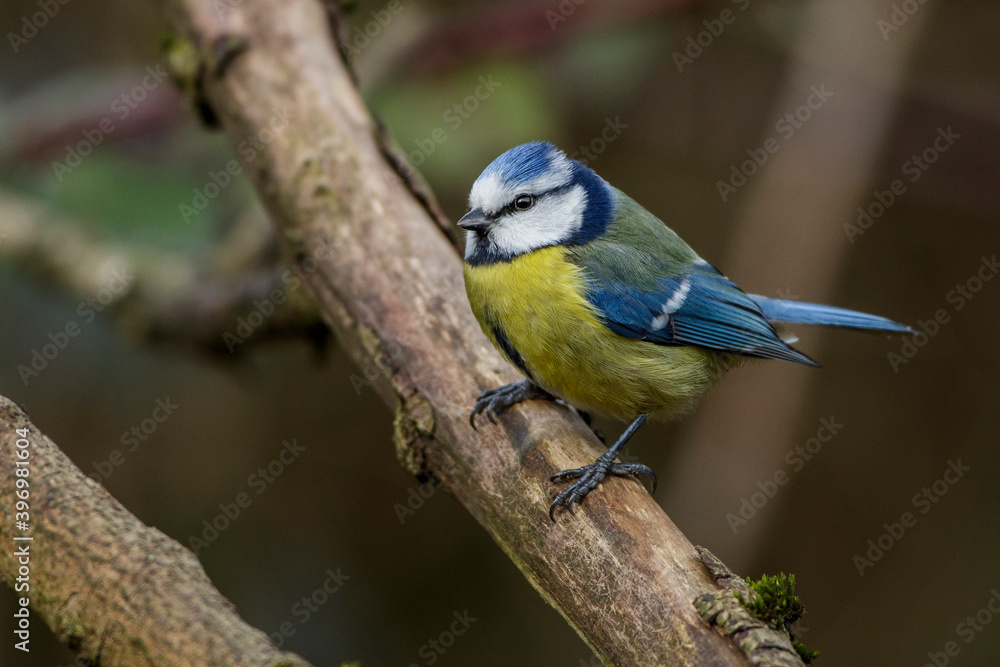 Blaumeise (Cyanistes caeruleus) Blaumeise (Cyanistes caeruleus)