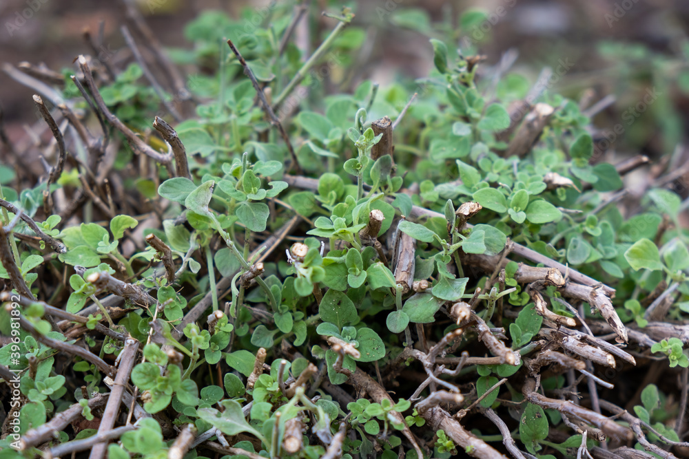 Micromeria fruticosa, or white micromeria or white-leaved savory Micromeria fruticosa, or white micromeria or white-leaved savory