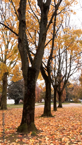 park in autumn with trees and yellow leaves fallen to the ground
