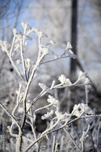 branches covered with hoarfrost © novikovnn