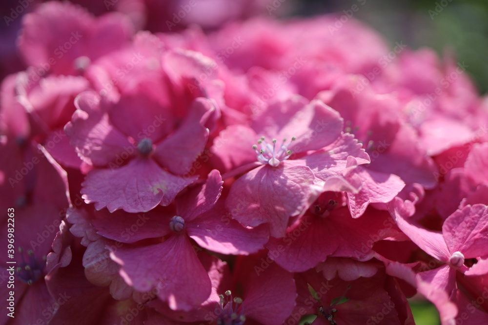 ピンクの紫陽花 ピンクの紫陽花