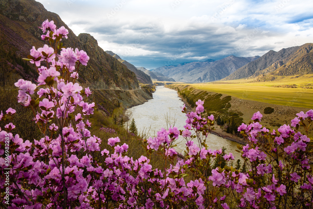Purple maralnik flowers on a background of a mountain valley of the Katun river and a beautiful sky