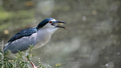 Kingfisher attempting to swallow small fish in its beak near a lake