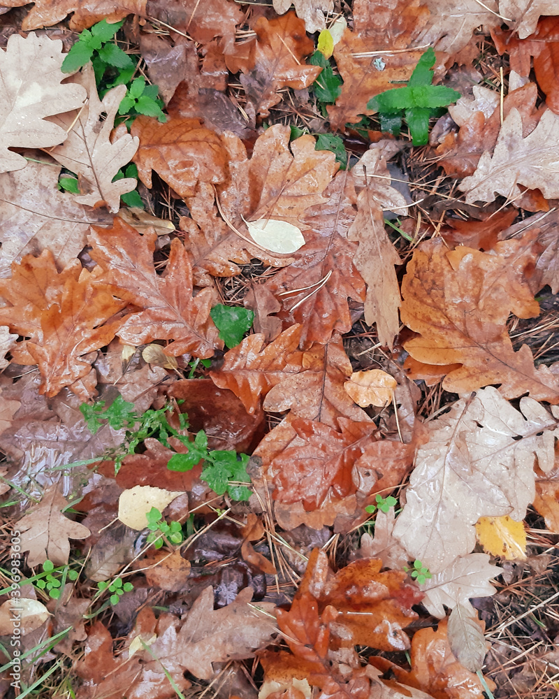 patern of fallen autumn oak leaves. natural background golden yellow color