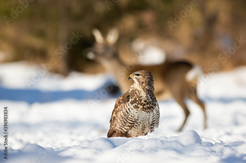 Calm common buzzard, buteo buteo, observing the surroundings of winter forest. Dominant bird of prey hunting in the snow surrounded by roe deer. Curious animal watching to the left of camera. © WildMedia