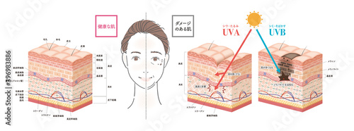 Cross section of the skin 1