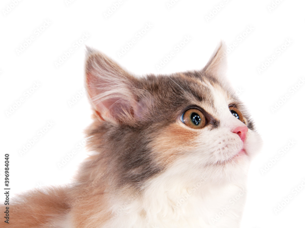 Bright beautiful kitten portrait isolated on the white Bright beautiful kitten portrait isolated on the white