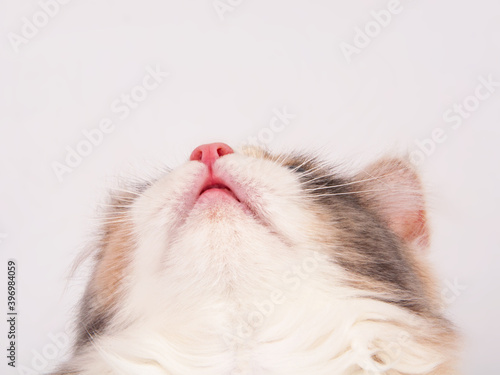 Bright beautiful kitten portrait isolated on the white