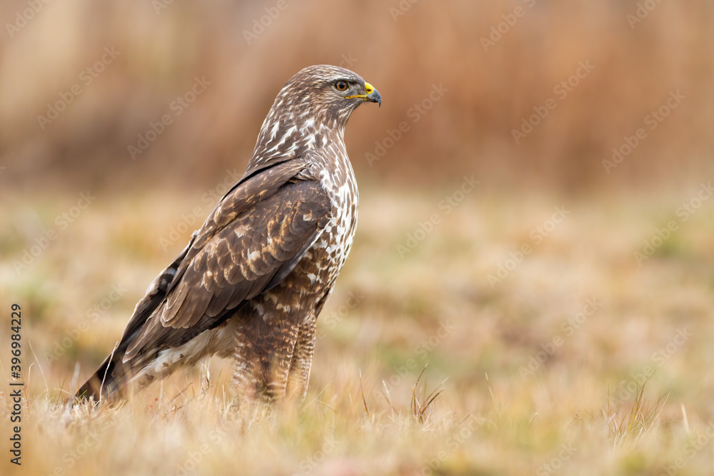 Alert common buzzard, buteo buteo, standing on dry grass and looking aside with copy space. Animal predator with yellow beak sitting on the ground stretched. Alert common buzzard, buteo buteo, standing on dry grass and looking aside with copy space. Animal predator with yellow beak sitting on the ground stretched.
