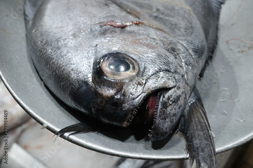 Reineta fish or Brama australis or Pacific pomfret from Pacific coast of Chile. Raw fish close up on fish market. Seafood on central market (Mercado Central) in Santiago de Chile. photo