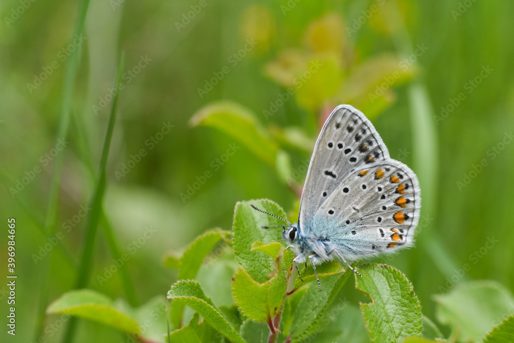 Common Blue butterfly - polyommatus icarus. Little blue butterfly on wild meadow Common Blue butterfly - polyommatus icarus. Little blue butterfly on wild meadow