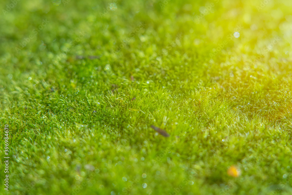 Background with a field of green grass in soft focus. Fresh natural surface of the sports field. Background with a field of green grass in soft focus. Fresh natural surface of the sports field.