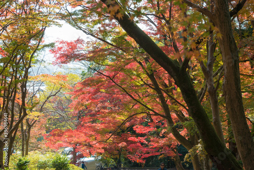 Kyoto, Japan - Autumn leaf color at Bishamondo Temple in Yamashina, Kyoto, Japan. The Temple originally built in 703.