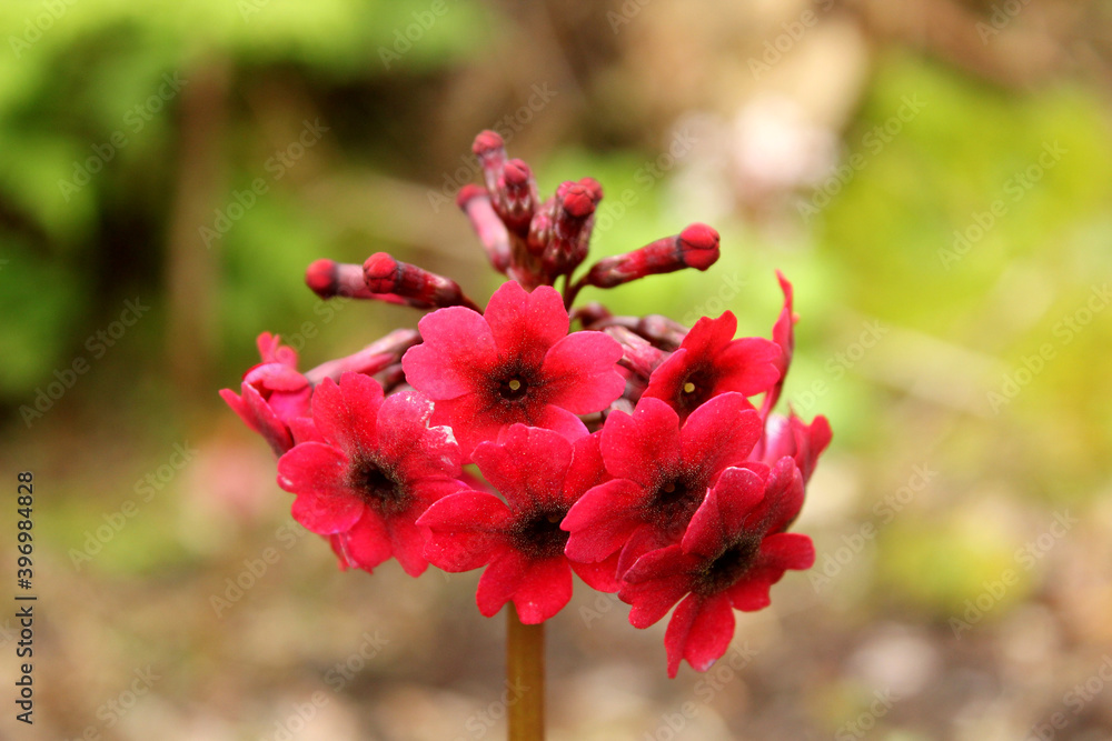 Obraz premium petites fleures