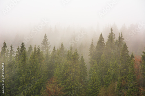 Fototapeta Naklejka Na Ścianę i Meble -  The Carpathian forest is covered with fog in the mountains