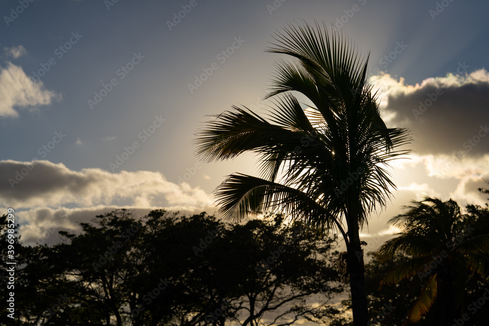 Dark palm tree on beautiful sky Dark palm tree on beautiful sky