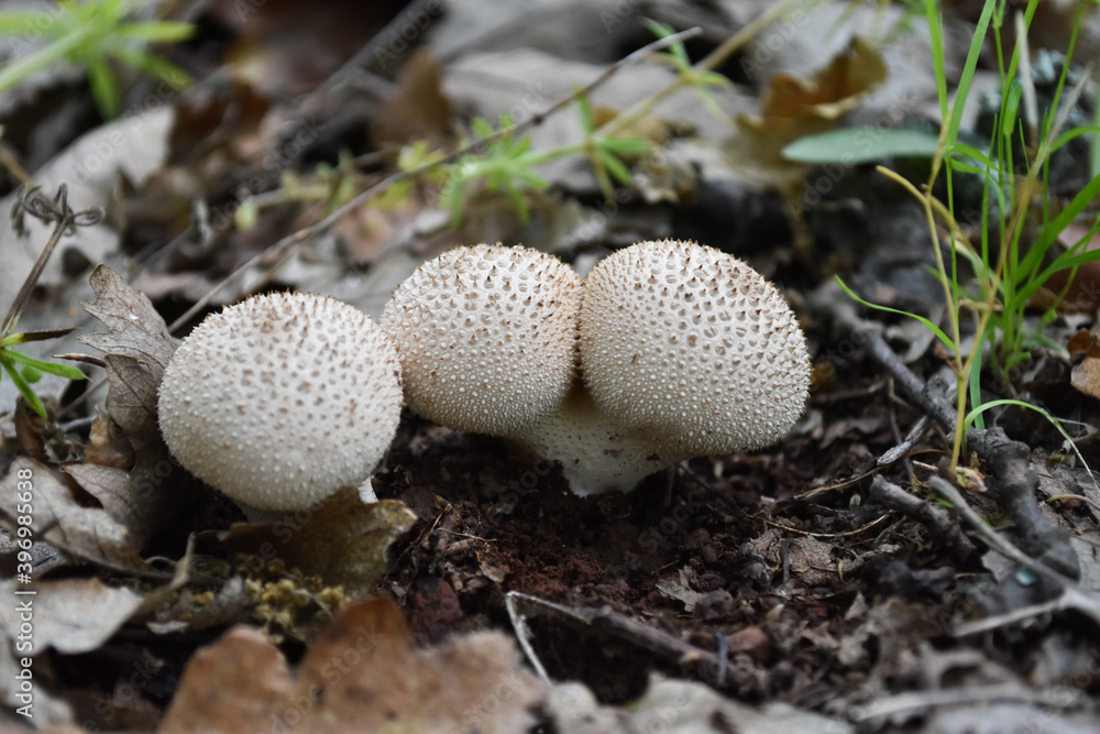 The Common Puffball (Lycoperdon perlatum) edible mushroom can be eaten by slicing and frying in batter or egg and breadcrumbs, or used in soups The Common Puffball (Lycoperdon perlatum) edible mushroom can be eaten by slicing and frying in batter or egg and breadcrumbs, or used in soups