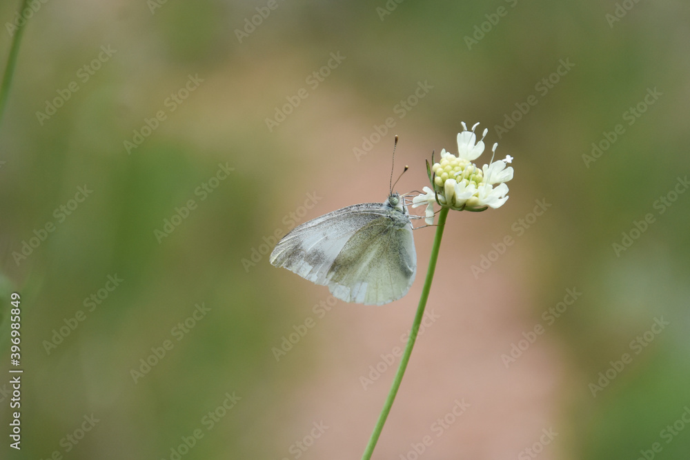 Obraz premium Small White butterfly, Pieris rapae, on wildflower. Beautiful butterfly on meadow