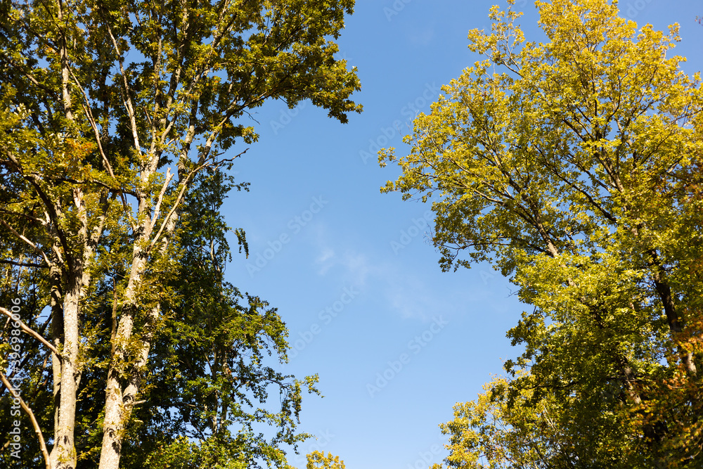 Obraz premium Tree top background