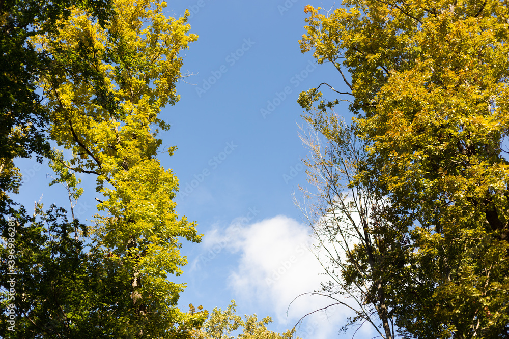 Obraz premium Tree top background