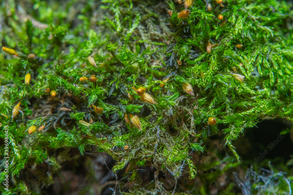 Green background with tree climacium moss in soft focus at high magnification. Highly visible sprouts of moss, sporangium and sporophyte. Beauty of nature and the environment.