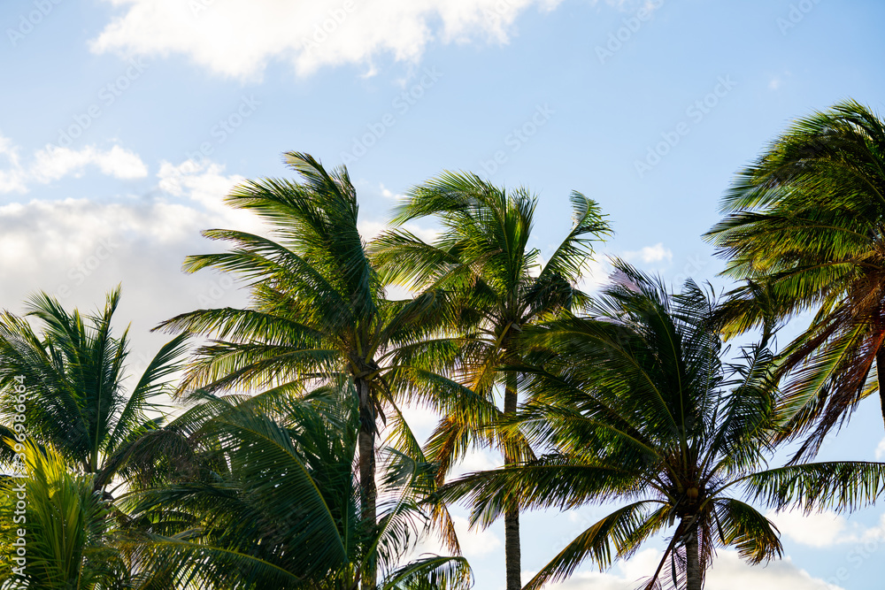 Fototapeta premium Palm trees on sky background