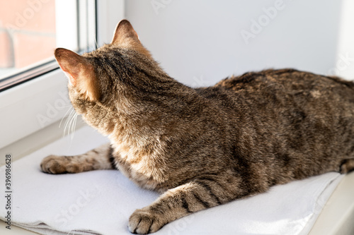 Cat on the sill