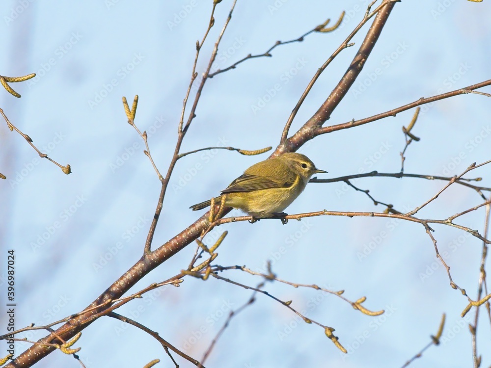 A Chiffchaff (Phylloscopus collybita) in a tree