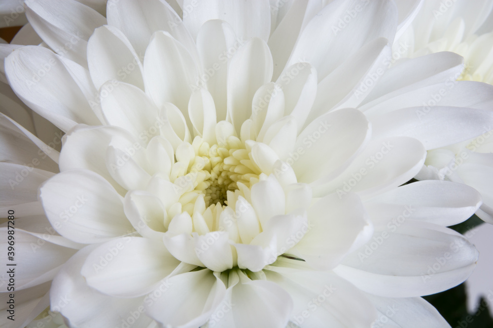 白いキクの花のクローズアップ
白いキクの花のクローズアップ