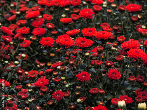 Bright red chrysanthemums on a green background