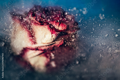 Frozen Rose Flowers in Ice Cubes in dark settings  floral ice