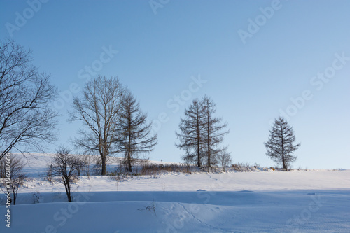 雪原の冬木立と青空 