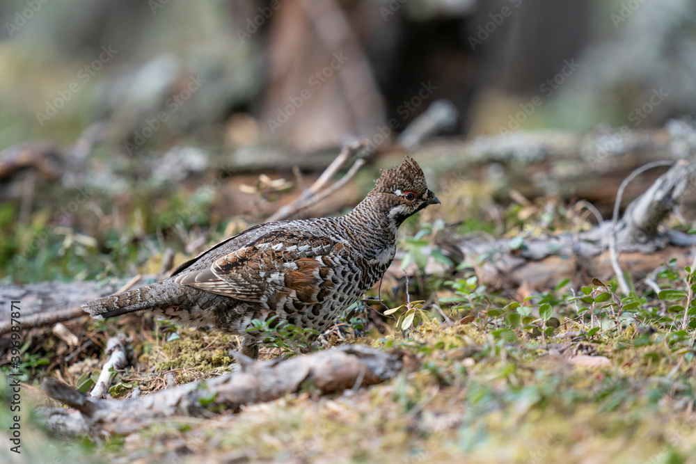 The hazel grouse (Tetrastes bonasia) The hazel grouse (Tetrastes bonasia)