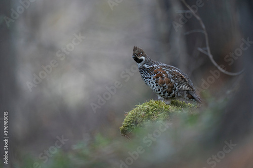 The hazel grouse (Tetrastes bonasia)